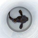 《近海産海水魚》オニオコゼ　(Lサイズ）画像の個体です・・・ハンドコート採取