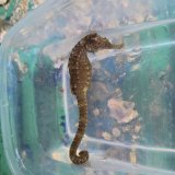 《近海産海水魚》【南伊勢産ワイルド個体】タカクラタツ（画像の個体です）・・・ハンドコート採取