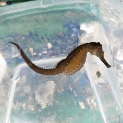 画像5: 《近海産海水魚》【南伊勢産ワイルド個体】タカクラタツ（画像の個体です）・・・ハンドコート採取