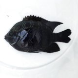 《近海産海水魚》【珍入荷】テンジクスズメダイ‥