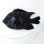 画像1: 《近海産海水魚》【珍入荷】テンジクスズメダイ‥ (1)