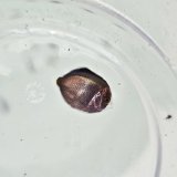 《近海産海水魚》【激レアサイズ】ナメラヤッコ幼魚（画像の個体です）紀伊半島産・・当店ハンドコート採取