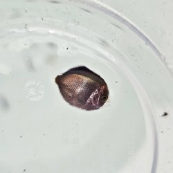 画像1: 《近海産海水魚》【激レアサイズ】ナメラヤッコ幼魚（画像の個体です）紀伊半島産・・当店ハンドコート採取
