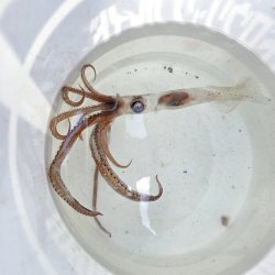 画像1: 《深海性甲殻類》冷凍ユウレイイカ(画像の個体です)‥