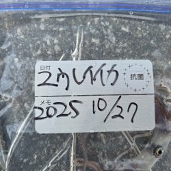 画像4: 《深海性甲殻類》冷凍ユウレイイカ(画像の個体です)‥