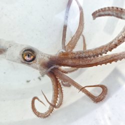 画像2: 《深海性甲殻類》冷凍ユウレイイカ(画像の個体です)‥