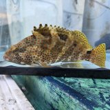 《近海産海水魚》ノミノクチの激美個体（画像の個体です）…当店ハンドコート採取