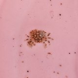 《近海産甲殻類》ナマコマルガザミ（画像の個体です）…ハンドコート採取