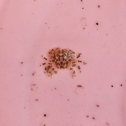 画像1: 《近海産甲殻類》ナマコマルガザミ（画像の個体です）…ハンドコート採取