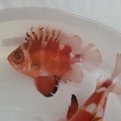 画像3: 《深海性海水魚》☆★☆クルマダイ(MLサイズ)画像の個体です…・・