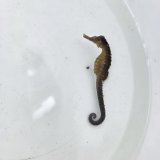 《近海産海水魚》【南伊勢産ワイルド個体】タカクラタツ（画像の個体です）・・・ハンドコート採取