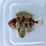 《近海産海水魚》ゴマヒレキントキ（幼魚サイズ）画像の個体です…ハンドコート採取