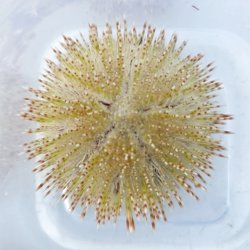 画像1: 《近海産海洋生物》マダラウニ(画像の個体です)