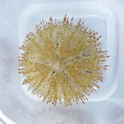 画像2: 《近海産海洋生物》マダラウニ(画像の個体です)