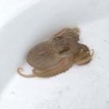 《近海産甲殻類》【珍】メジロダコ（画像の個体です）‥当店ハンドコート採取