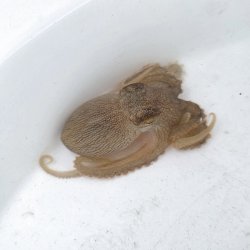 画像1: 《近海産甲殻類》【珍】メジロダコ（画像の個体です）‥当店ハンドコート採取