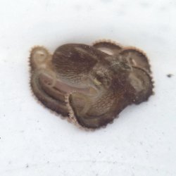 画像2: 《近海産甲殻類》【珍】メジロダコ（画像の個体です）‥当店ハンドコート採取