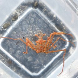 画像1: 《近海産甲殻類》エダトゲミズヒキガニ（画像の個体です）・・歩足欠個体