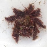 《近海産甲殻類》コワタクズガニ（画像の個体です）