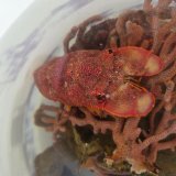 《近海産甲殻類》セミエビ（画像の個体です）…ハンドコート採取