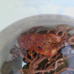 画像2: 《近海産甲殻類》セミエビ（画像の個体です）…ハンドコート採取