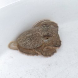 画像3: 《近海産甲殻類》【珍】メジロダコ（画像の個体です）‥当店ハンドコート採取