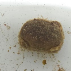 画像1: 《近海産甲殻類》タマオウギガニ(画像の個体です)…鋏1欠