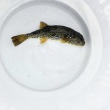 《近海産海水魚》綺麗☆ムシフグ(1匹)…ハンドコート採取