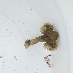 画像3: 《近海産海水魚》イボオコゼ科の一種（カゴシマオコゼ？）…ハンドコート採取