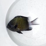 《近海産海水魚》【珍】シコクスズメダイ（画像の個体です）☆☆当店ハンドコート個体