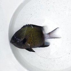 画像1: 《近海産海水魚》【珍】シコクスズメダイ（画像の個体です）☆☆当店ハンドコート個体