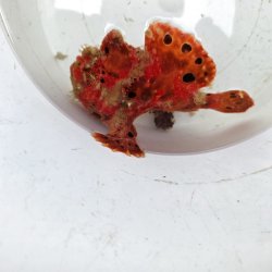 画像1: 《近海産海水魚》オオモンカエルアンコウ（画像の個体です）‥激美個体