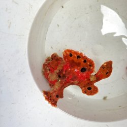 画像3: 《近海産海水魚》オオモンカエルアンコウ（画像の個体です）‥激美個体