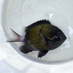 画像2: 《近海産海水魚》【珍】シコクスズメダイ（画像の個体です）☆☆当店ハンドコート個体