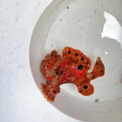 画像2: 《近海産海水魚》オオモンカエルアンコウ（画像の個体です）‥激美個体