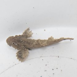 画像1: 《近海産海水魚》イボオコゼ科の一種（カゴシマオコゼ？）…ハンドコート採取