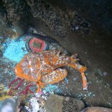 《近海産海水魚》オニオコゼのカラーバリエーション・・・超美色個体でおすすめです！！