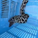 画像: 過去の入荷情報はここをクリック
