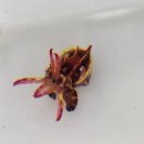 画像: 過去の入荷情報はここをクリック