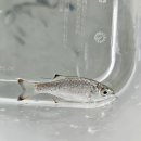 画像: 過去の入荷情報はここをクリック