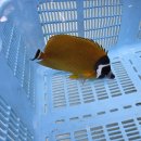 画像: 過去の入荷情報はここをクリック
