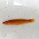 画像: 過去の入荷情報はここをクリック