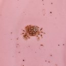 画像: 過去の入荷情報はここをクリック