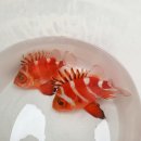 画像: 過去の入荷情報はここをクリック