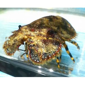 画像: 《近海産》ゾウリエビ（フリー個体）…ハンドコート採取