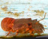 画像: 《近海産甲殻類》ヒメセミエビ（フリーサイズ個体）…当店ハンドコート採取
