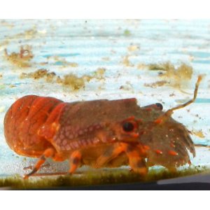 画像: 《近海産甲殻類》ヒメセミエビ（フリーサイズ個体）…当店ハンドコート採取