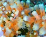 画像: 《近海産海洋生物》ヤギセンナリスナギンチャク（フリーサイズ）・・人気のピンク
