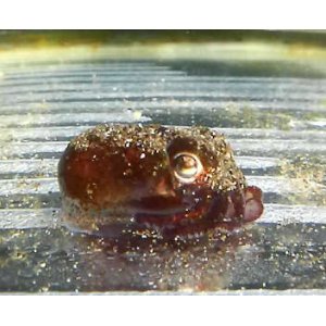 画像: 《近海産甲殻類》ミミイカ(ニヨリミミイカ？)…ハンドコート採取