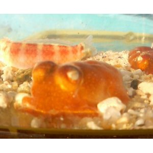 画像: 《近海産甲殻類》ミミイカダマシ